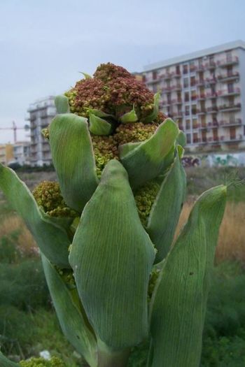 Ferula-planta inainte de 5 ani; (Ferula communis)vine din zona marii mediterane;pina la 5 ani planta e o rozeta de frunze;din al 5lea an din mijlocul rozetei creste tulpina
