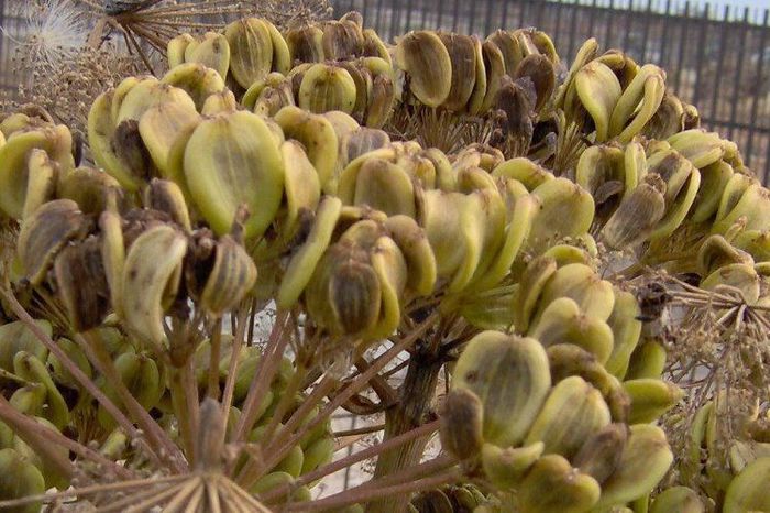 Ferula-fructe; (Ferula communis)
