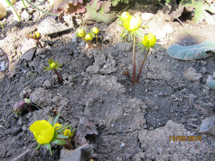 Anemone Eranthis-Pastita galbena - Flori de gradina-2014 Primavara
