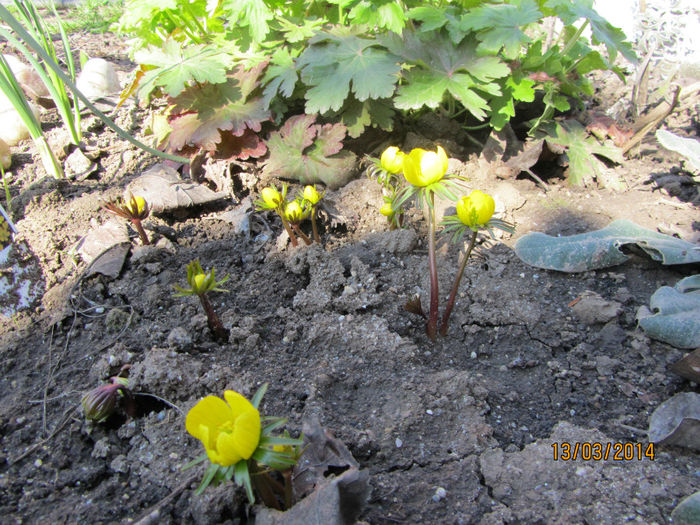 Anemone Eranthis-Pastita galbena - Flori de gradina-2014 Primavara