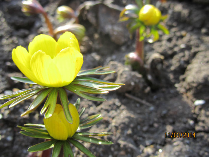 Eranthis