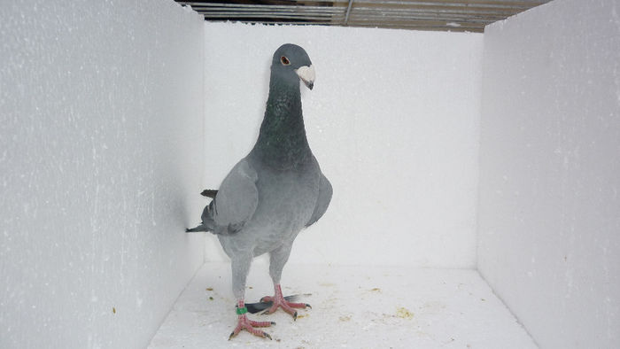 F3 - Voiajori Germani Poze