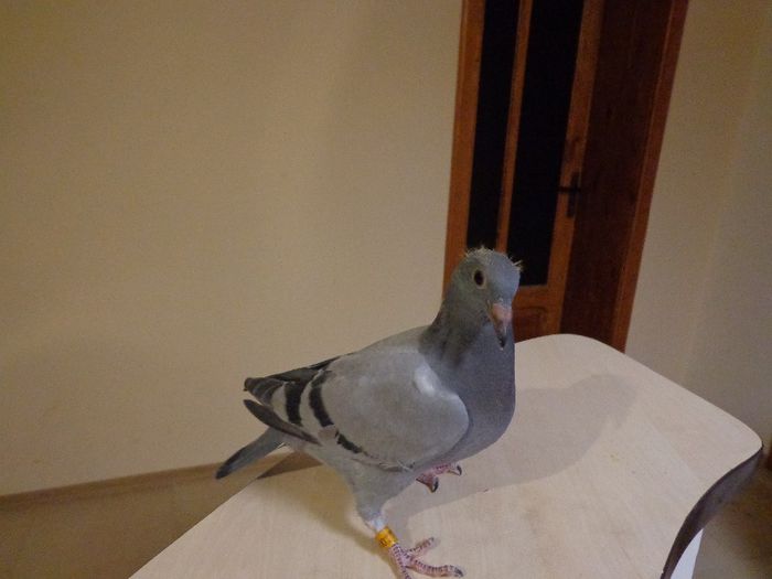 semi frate cu loc 19 AS LOC 76 finala Corabia