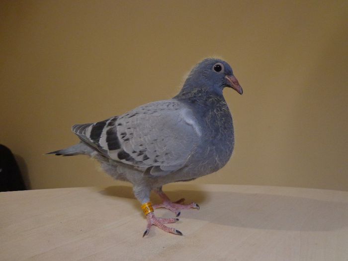 semi frate cu loc 19 AS LOC 76 finala Corabia