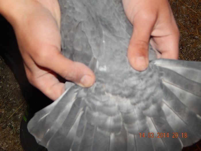 Femela Recesiv Opal Spread(coada)