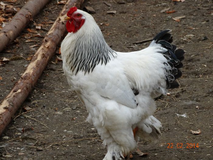 DSC00404 - Gaini 2014