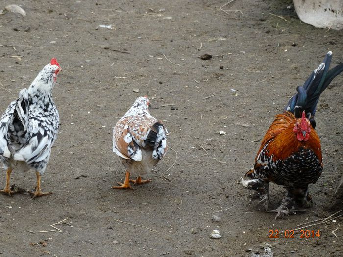 DSC00411 - Gaini 2014