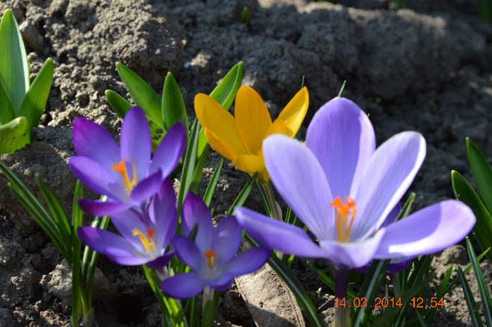 DSC_0112 - 1Gradina mea-2014