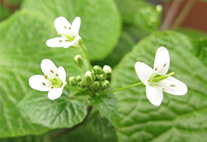 Wasabi-flori - plante-exotice_condiment-2