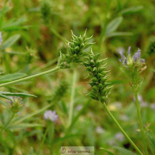 lucerna albastra-fructe; (Trigonella caerulea) este cel mai hranitor  aliment din lumea vegetala
