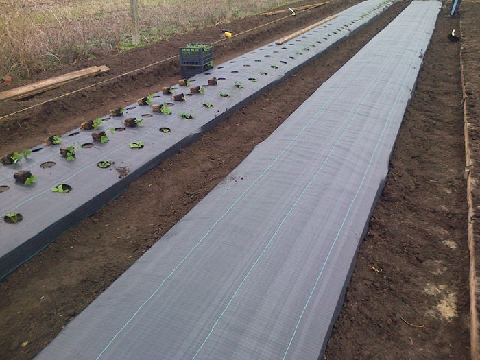 plantare capsuni - SOLAR 215 mp agrotextil - 2499 euro