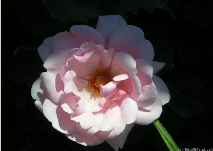 valentine heart flower