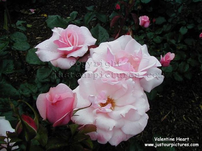 valentineheart