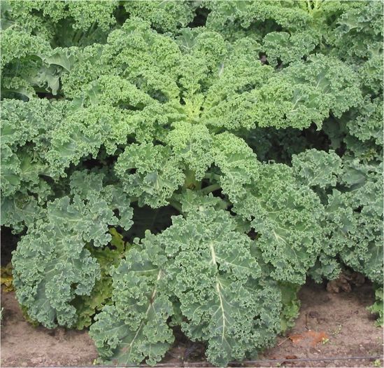 Varza fara capatina sau KALE - plante-exotice_condiment-1