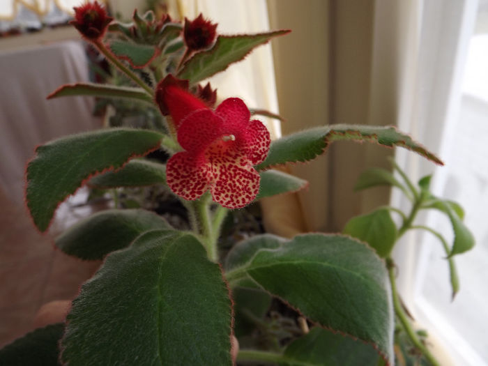HCY s Berry Valley