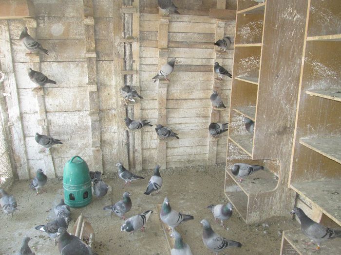 voliera - carabaneanu florin