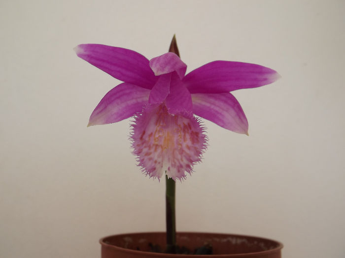 Pleione formosana - Orhidee