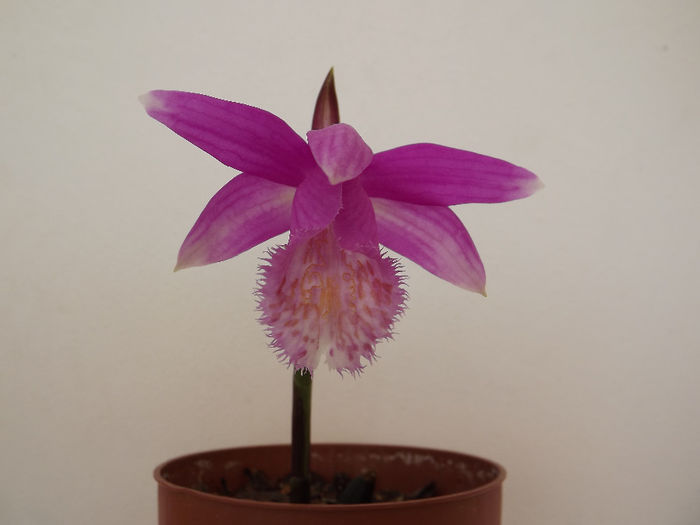 DSCF2739 - Orhidee
