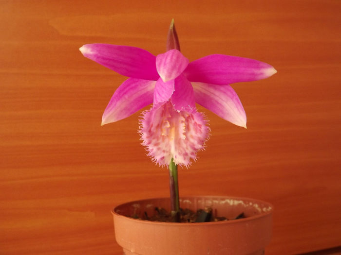 DSCF2740 - Orhidee