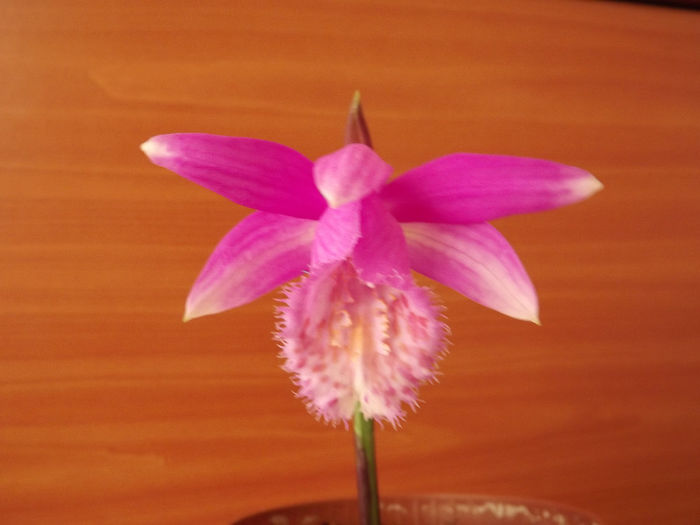 DSCF2741 - Orhidee