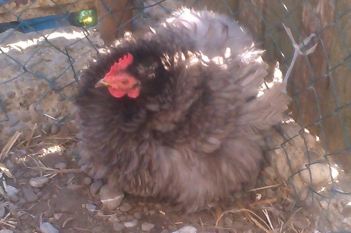 IMAG1458 - cochinchina pitice albastre matca