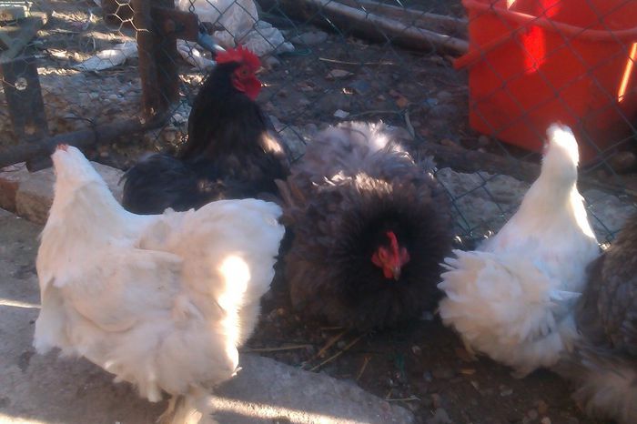 de vanzare cochin pitic alb; de vanzare cochin pitic alb
