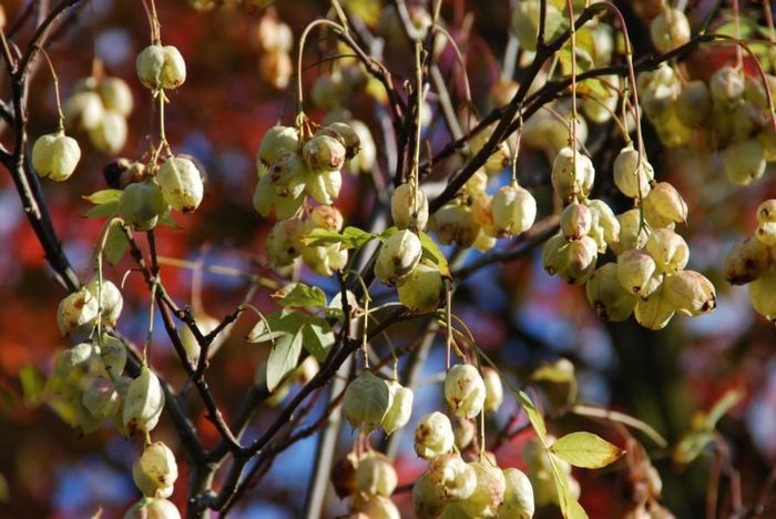 clocotis-fructe; (Staphylea pinnata)
