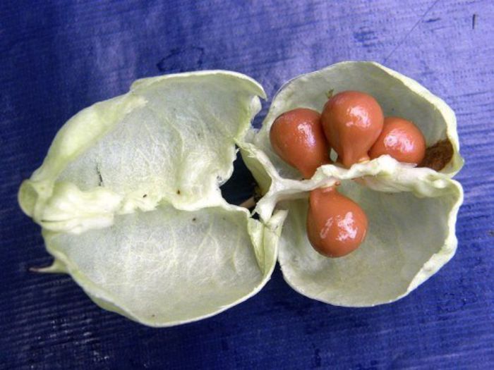 Clocotis-fruct sectionat - arbusti