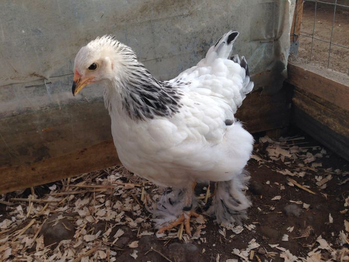 Puica brahma herminat deschis la 7 saptamani