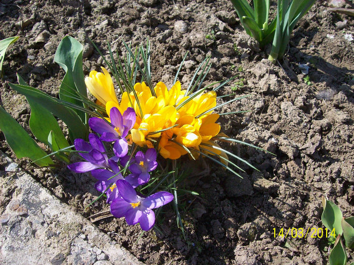 crocusi