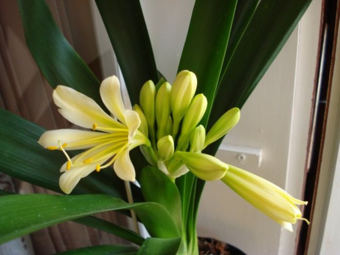 inceputul infloririi (2) - clivia in 2014