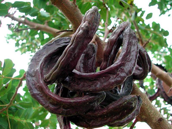 Carob-fructe copate; (Ceratonia siliqua)Este considerat o sursa naturala de calciu %u2013 continutul sau de calciu este de 3 ori mai ridicat decit cel al laptelui. Este, de asemenea, bogat 
