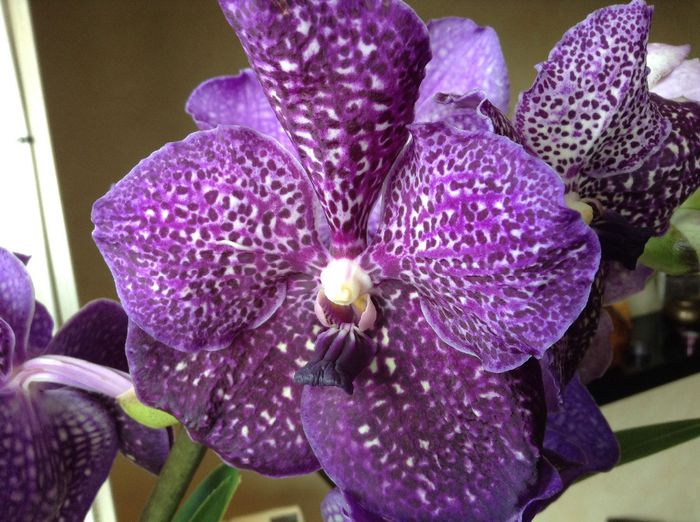 image - Vanda
