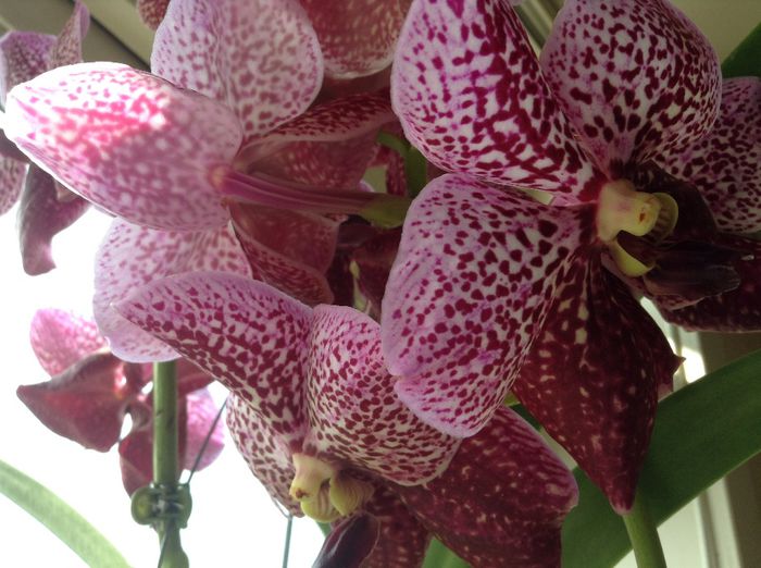 image - Vanda