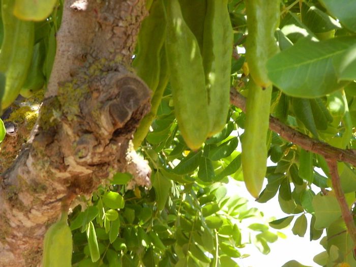 Carob-fructe; (Ceratonia siliqua)
