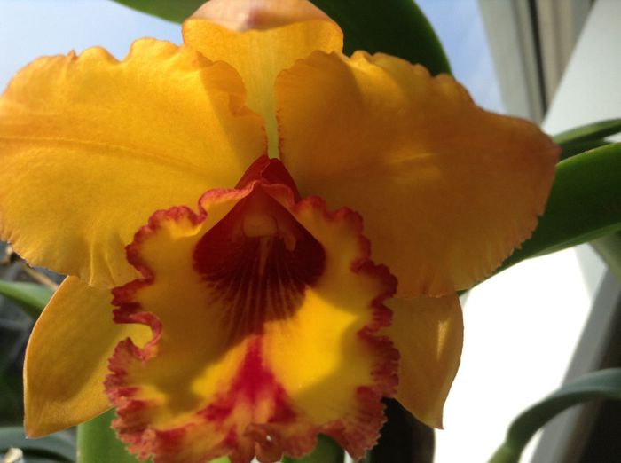 image - Cattleya