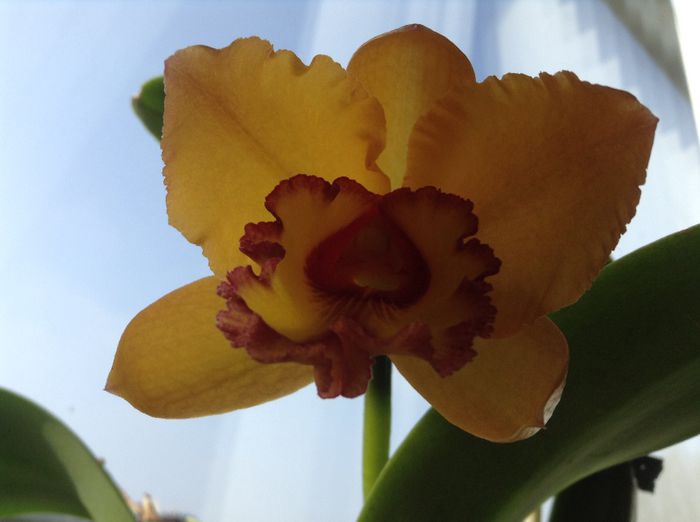 image - Cattleya