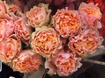 2012-01-campanella_peach