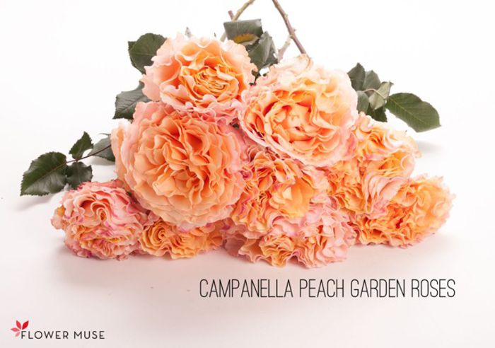 Campanella-peach-Garden-roses