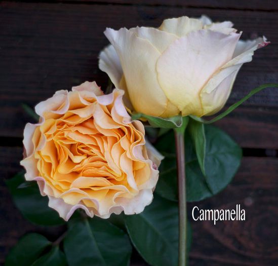Campanella_Peach_Rose