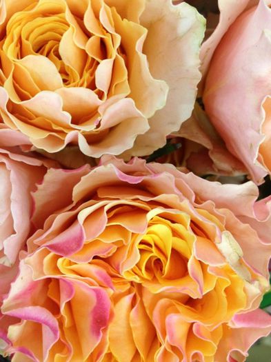 campanella peach2