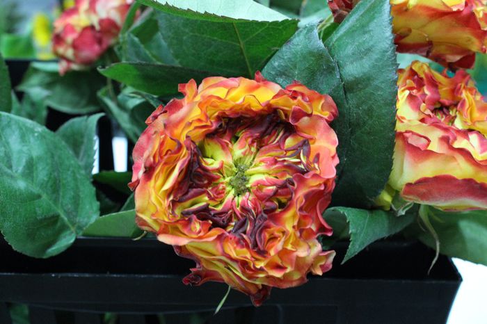 El Fuego Rose