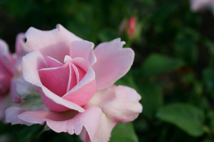 memorial-day-rose (1)