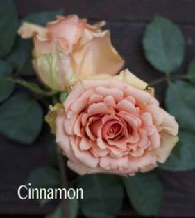 cinnamon