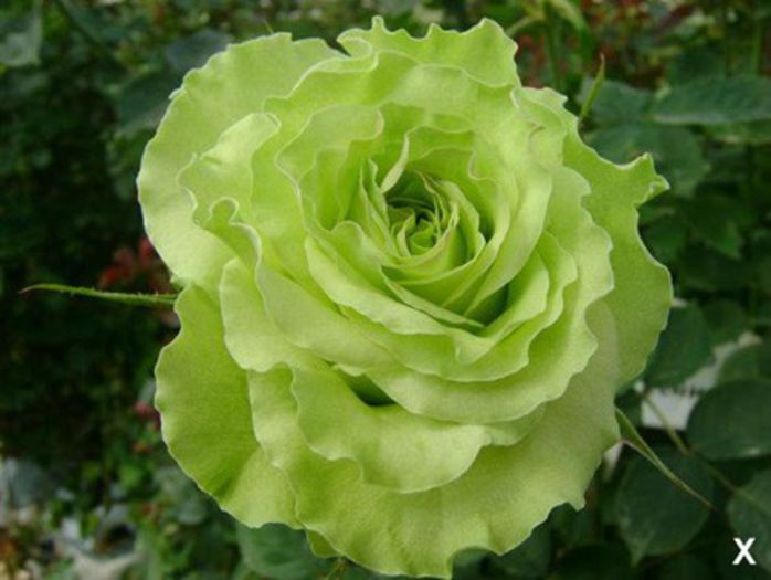 rose_super_green