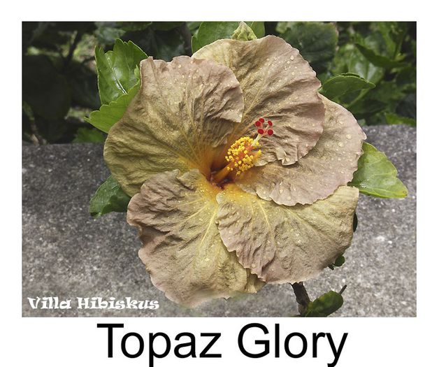 Hibiskus rosa sinensis - Topaz Glory - Villa Hibiskus
