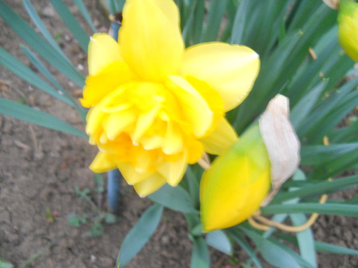 DSCN0683_006