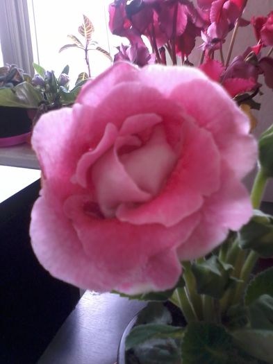 20140316_091013 - Gloxinii