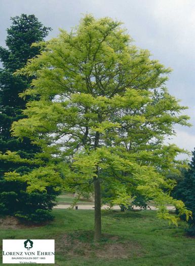 Gladita sau roscov; (Gleditsia triacanthos)ariginar din sudul americii de N
