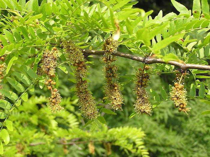 Gladita sau roscov-flori; (Gleditsia triacanthos)
